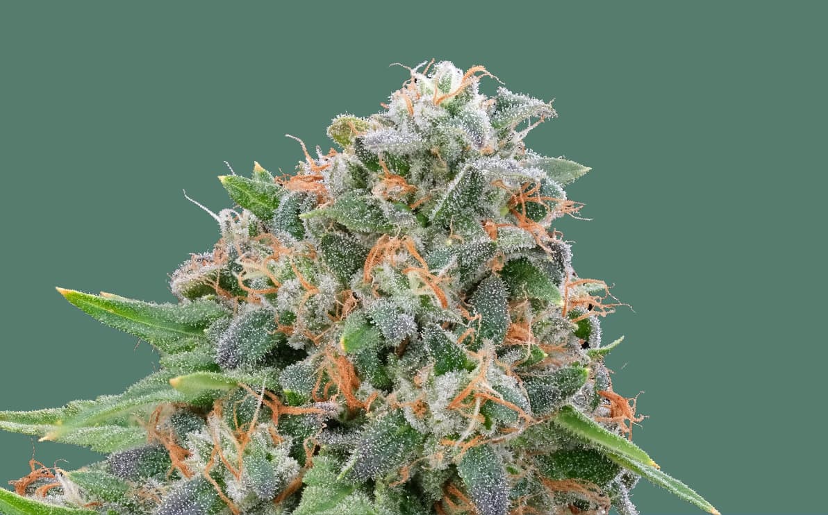 Explore cannabis strains